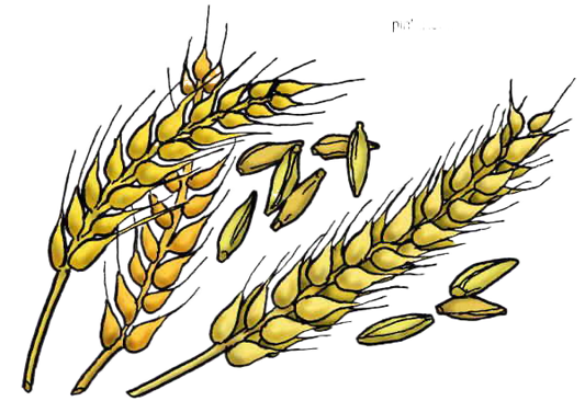 ALL ABOUT WHEAT